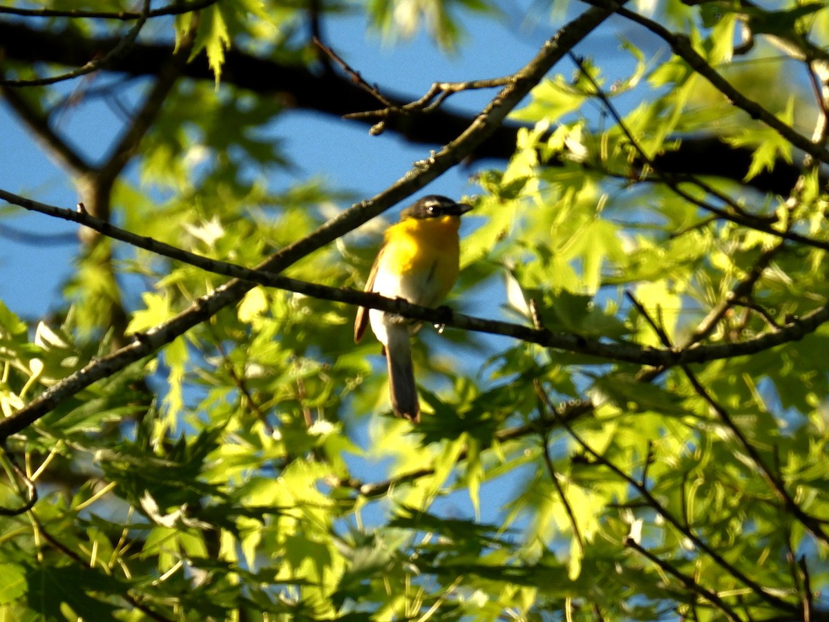 Yellow-breasted Chat - ML460411401