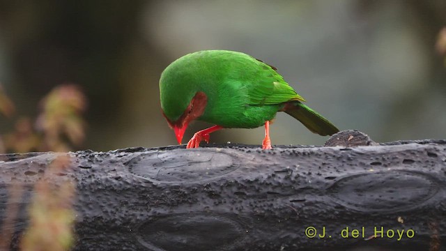 Grass-green Tanager - ML460412611