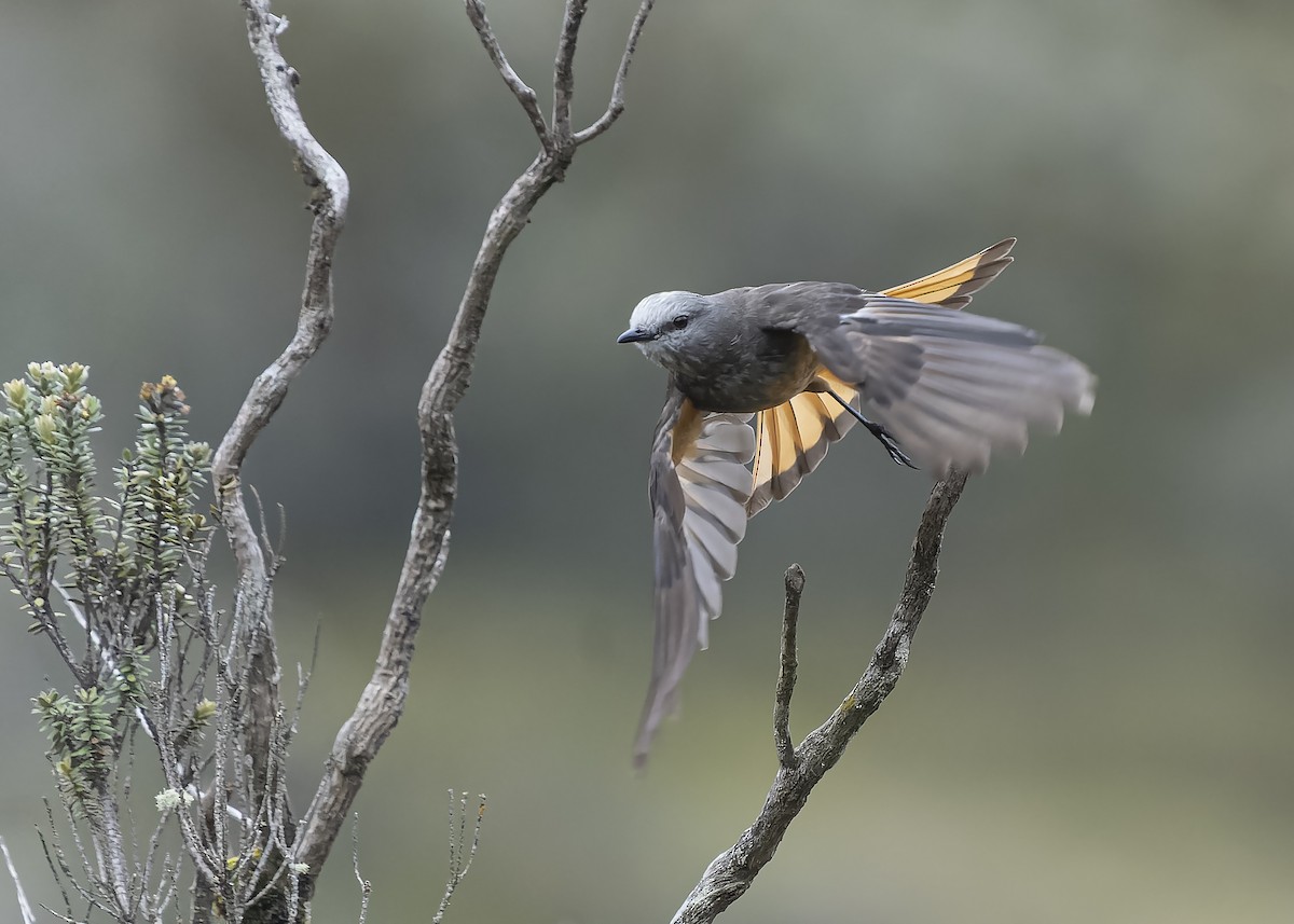 Red-rumped Bush-Tyrant - ML460412701