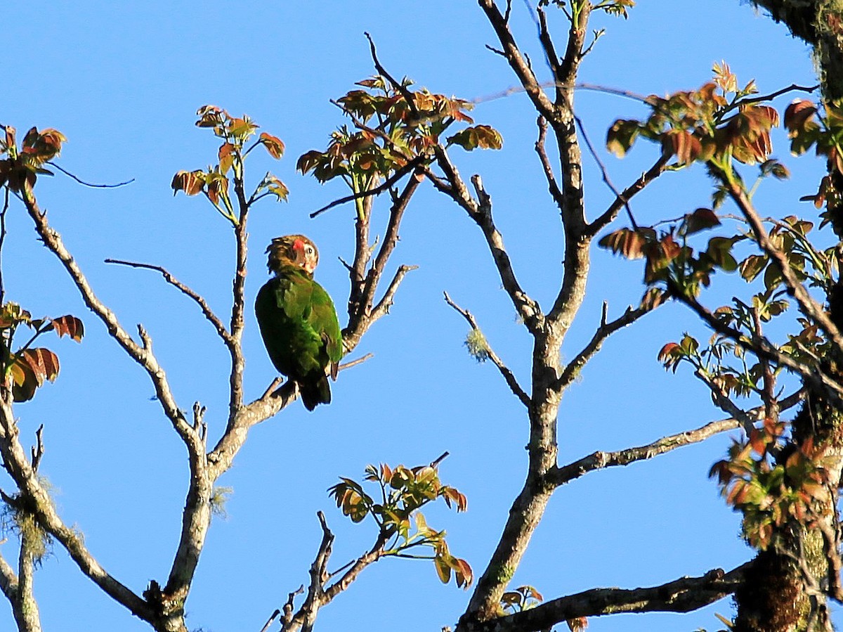 Brown-hooded Parrot - Carl Poldrack