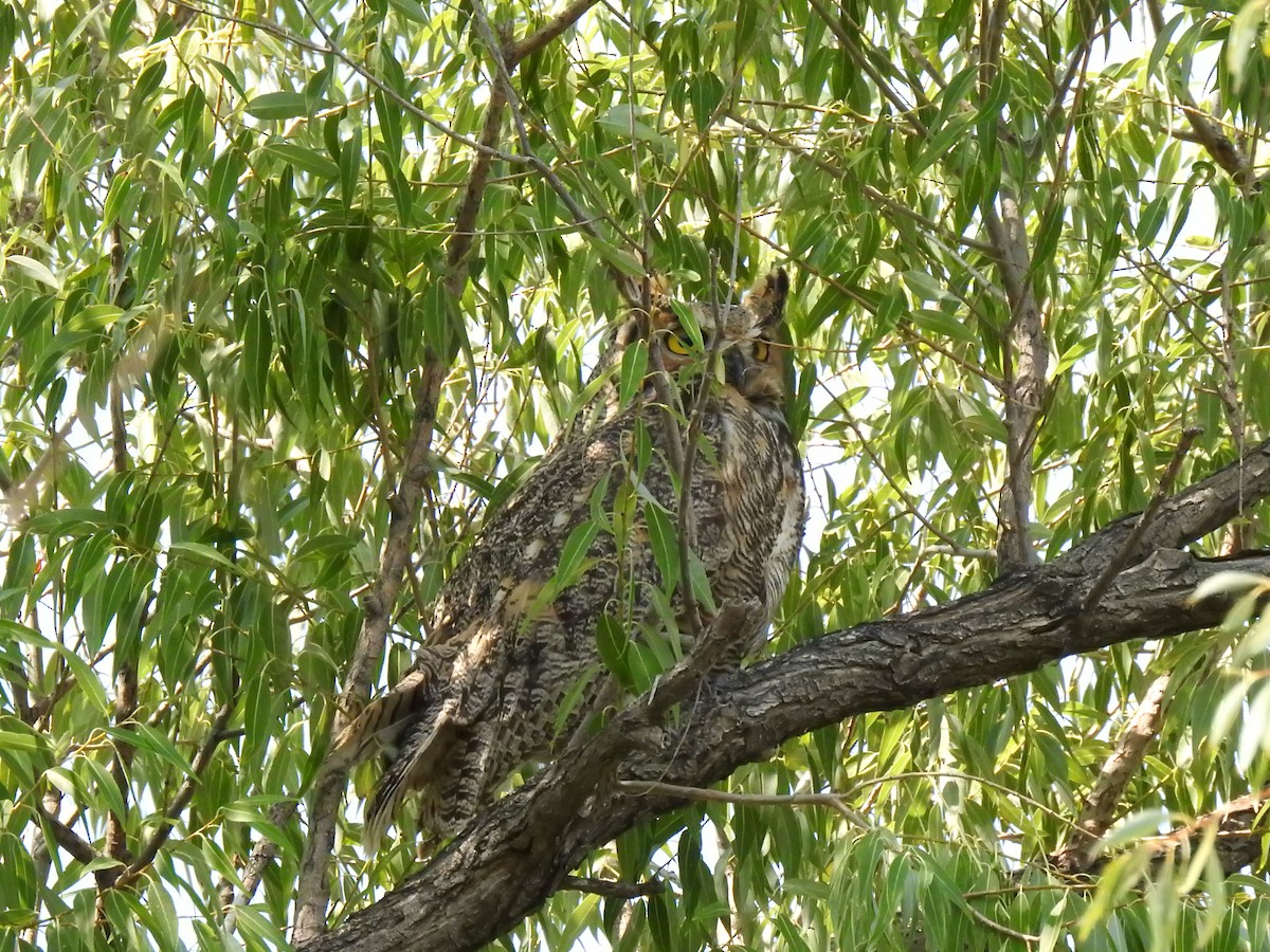 Great Horned Owl - ML460415011