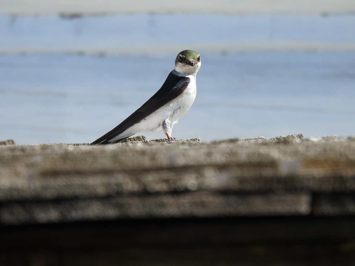 Violet-green Swallow - ML460416051