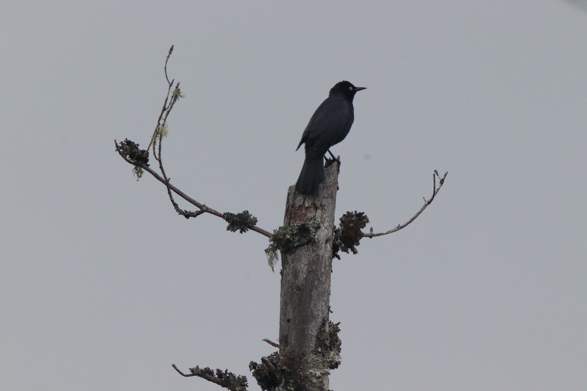 Rusty Blackbird - ML460417261