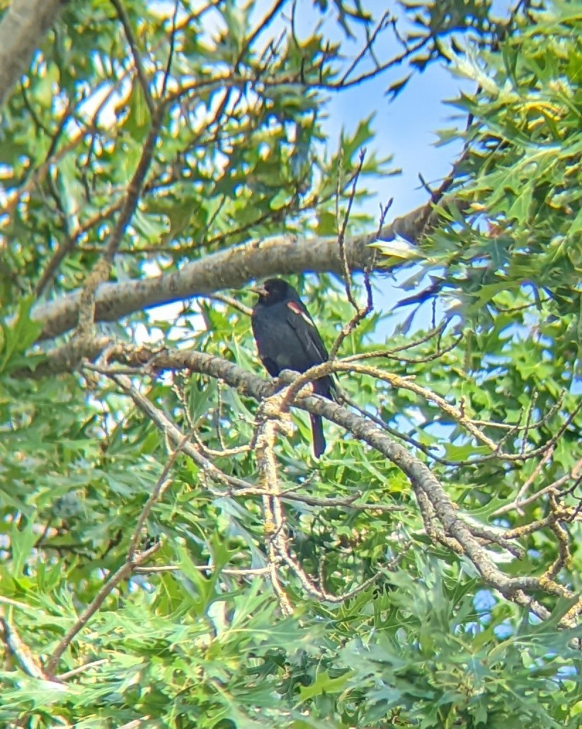Tricolored Blackbird - ML460417651