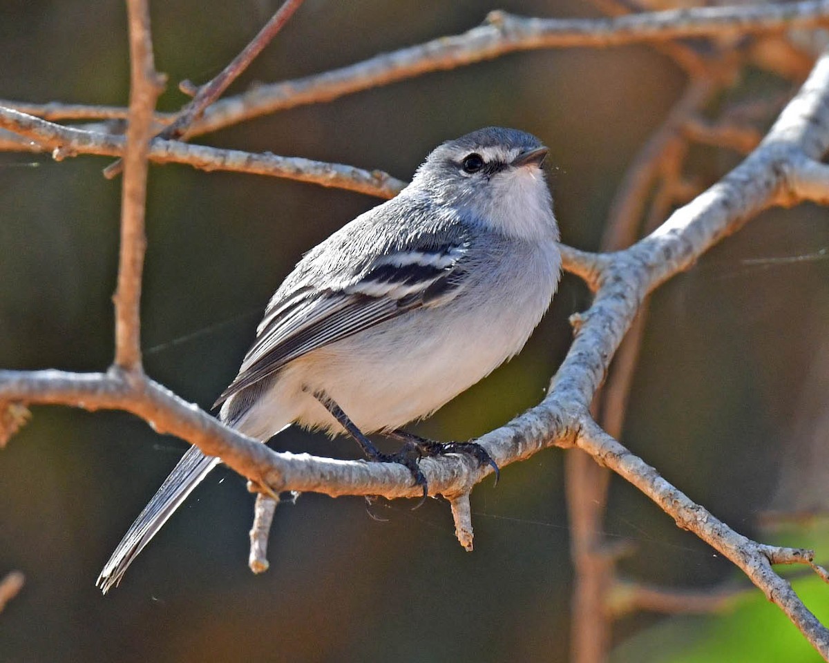 White-crested Tyrannulet (White-bellied) - ML460417811