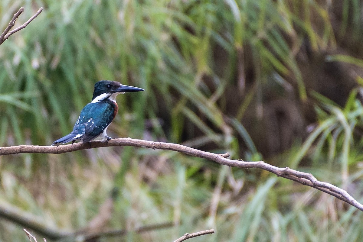 Green Kingfisher - ML460418281