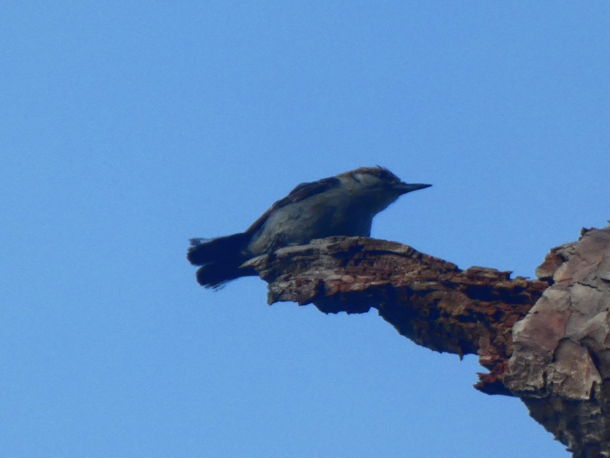 Brown-headed Nuthatch - ML460418691