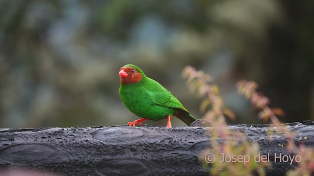 Grass-green Tanager - ML460419091