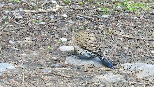 Northern Flicker (Yellow-shafted) - ML460419861