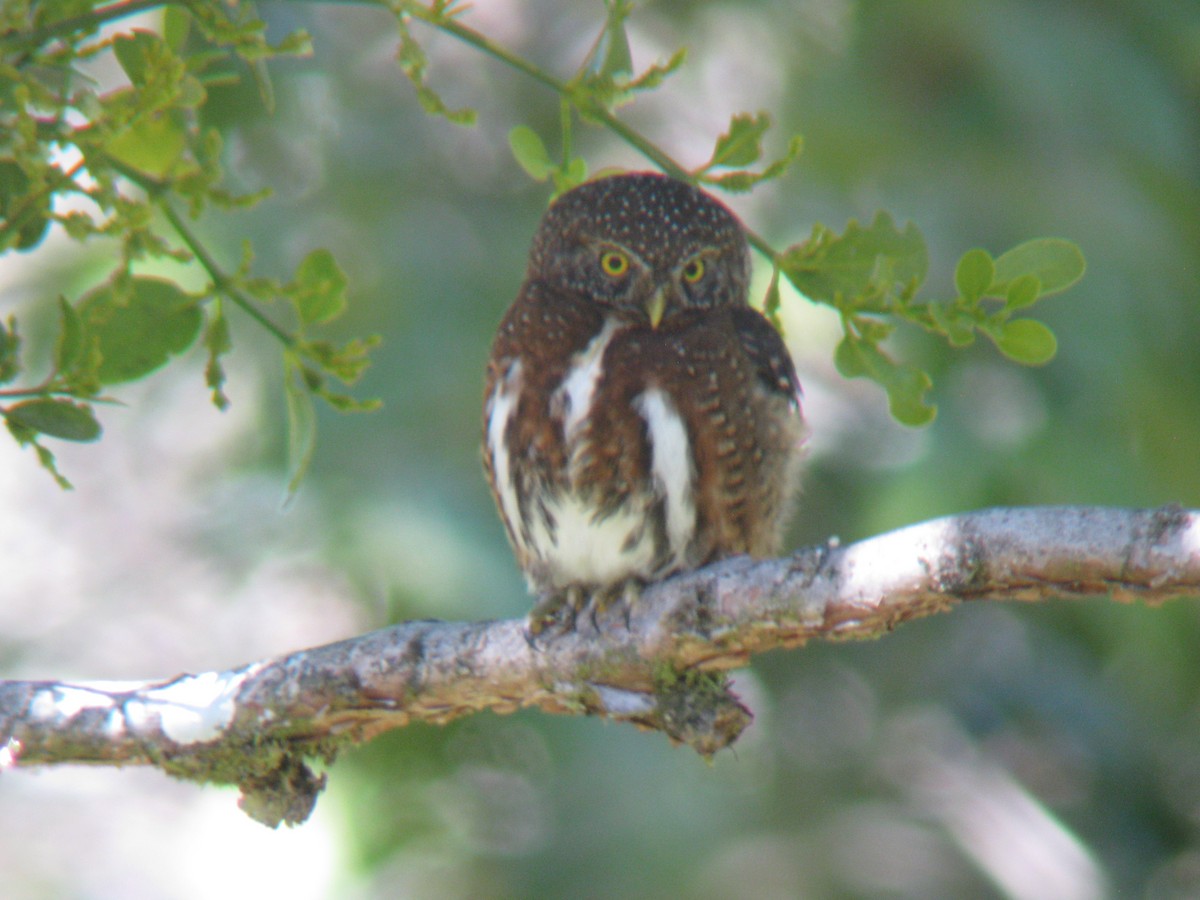 Costa Rican Pygmy-Owl - ML460421021
