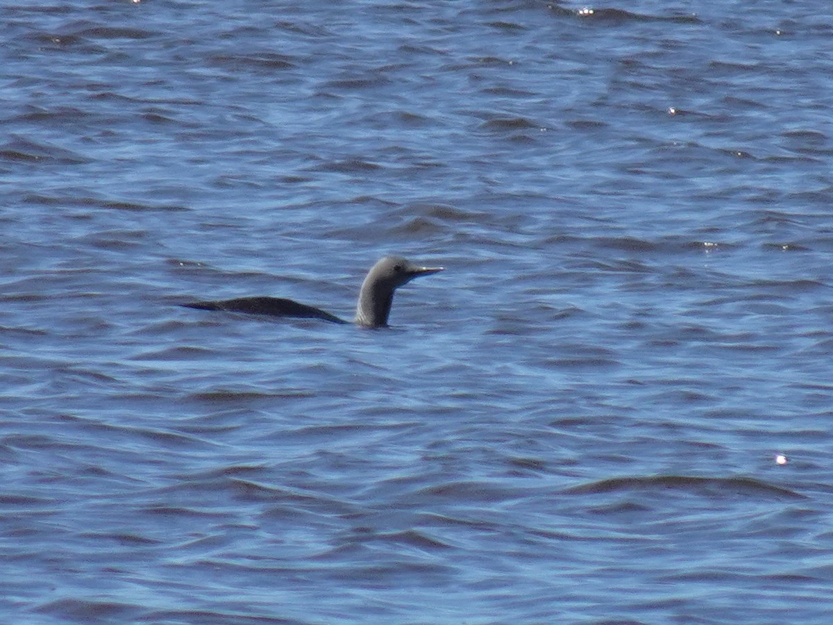 Red-throated Loon - ML460422171