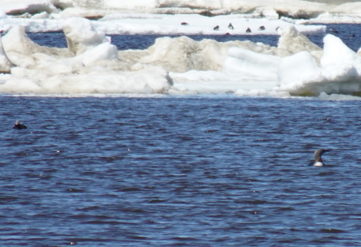 Red-throated Loon - ML460422281