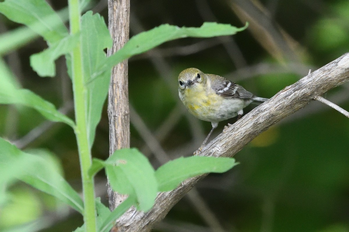 Pine Warbler - ML460422321