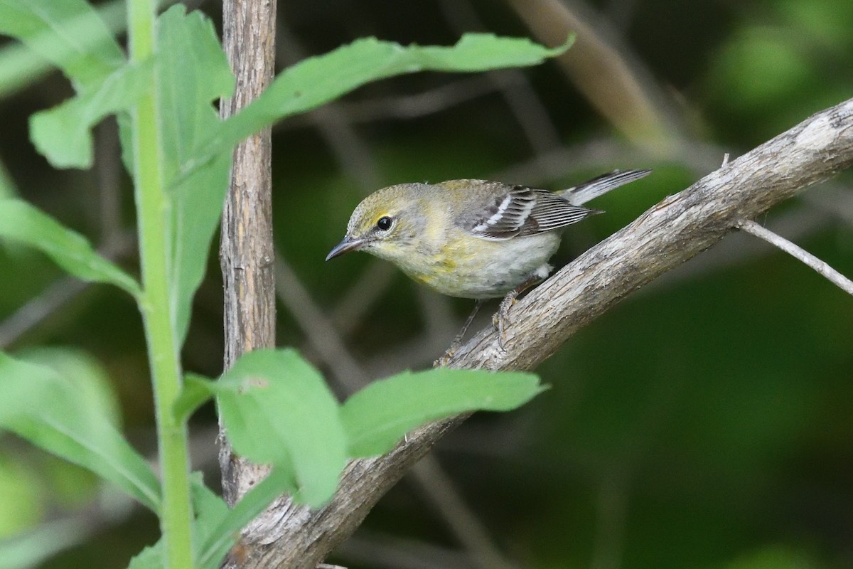Pine Warbler - ML460422331