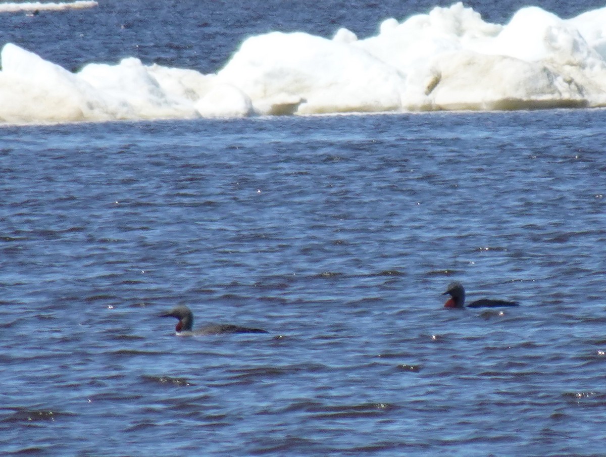 Red-throated Loon - ML460422341