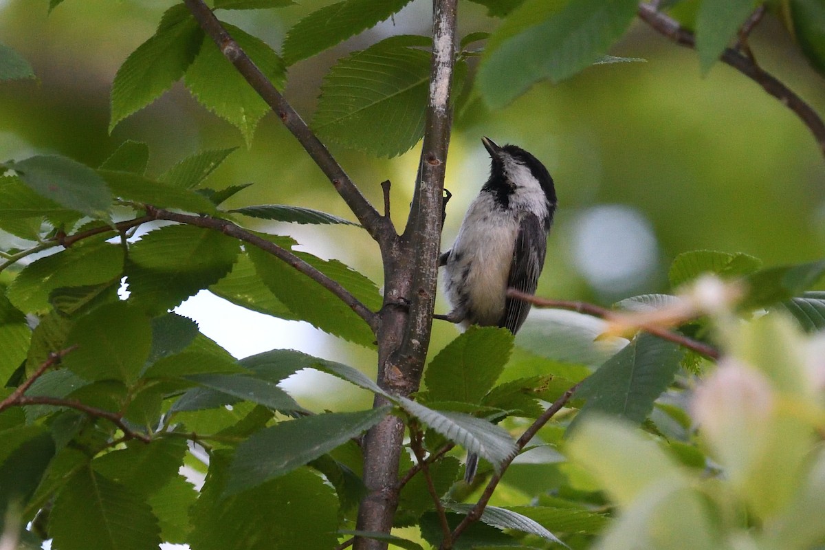 Black-capped Chickadee - ML460422681
