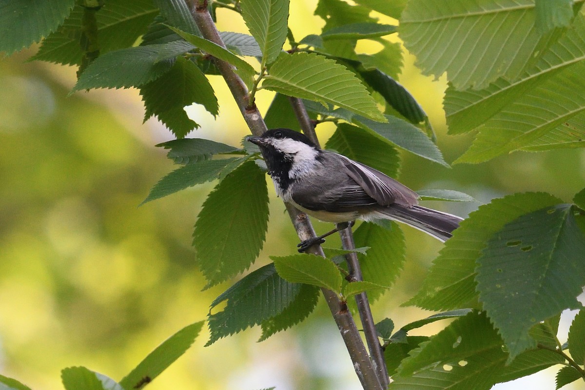 Black-capped Chickadee - ML460422711