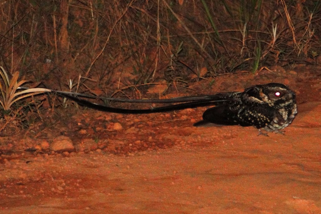 Long-trained Nightjar - ML46042461