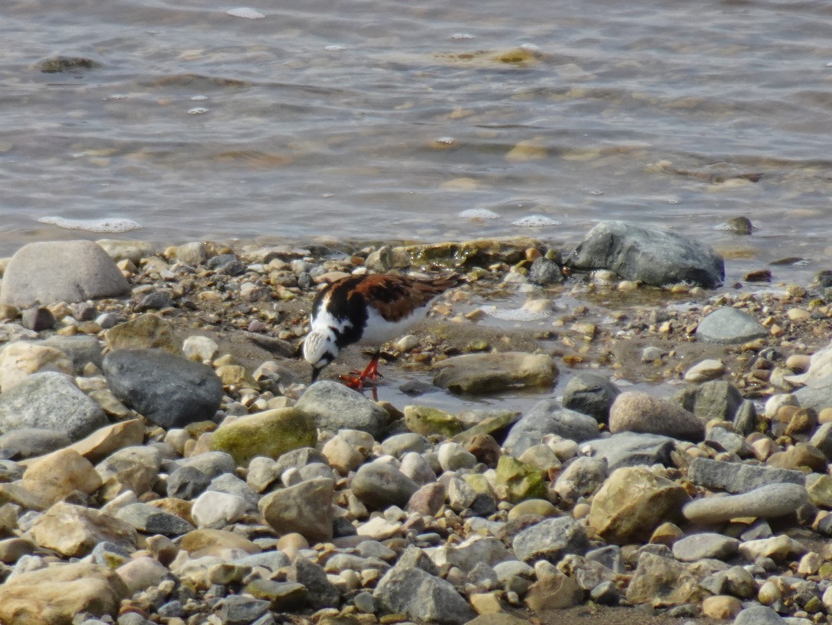 Ruddy Turnstone - ML460424941