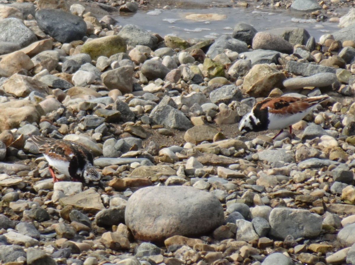 Ruddy Turnstone - ML460425081