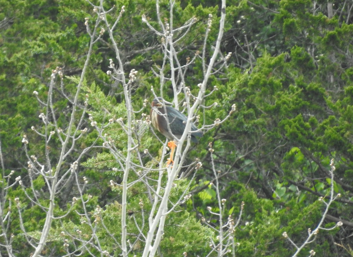 Green Heron - ML460425101