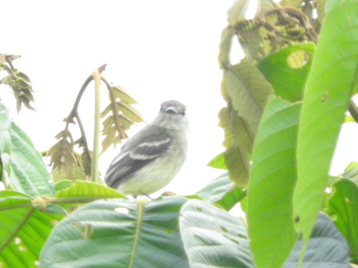 Olive-chested Flycatcher - ML460426531