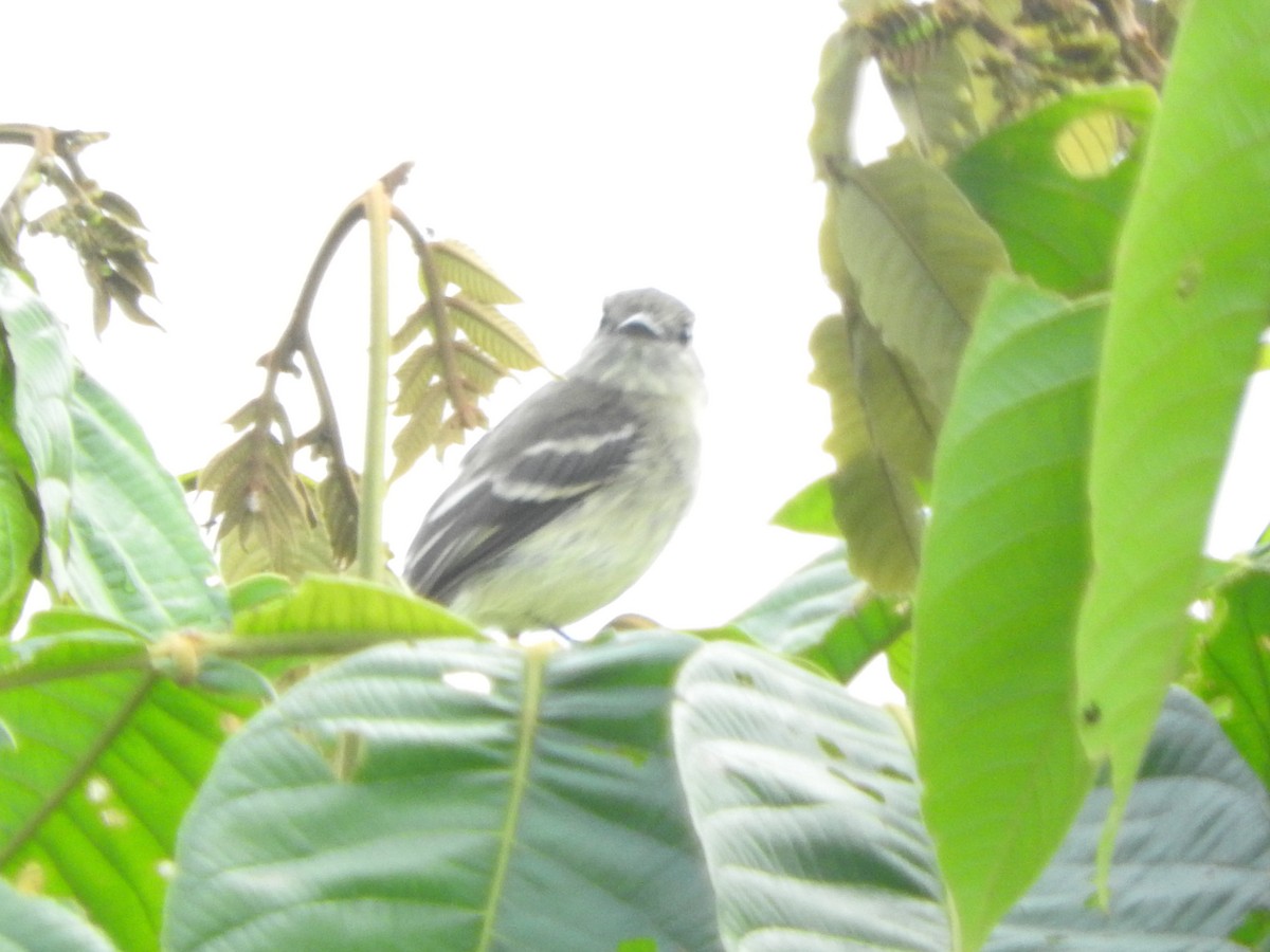 Olive-chested Flycatcher - ML460426541