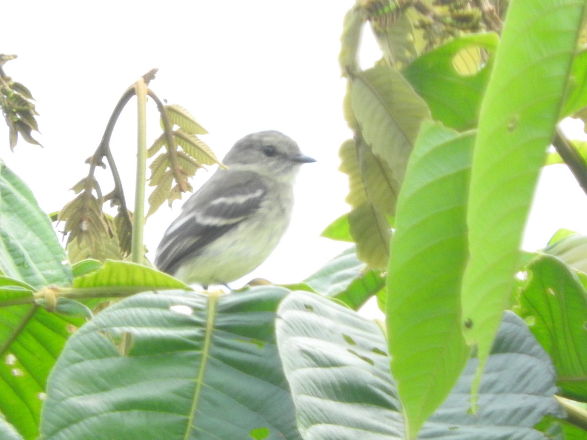 Olive-chested Flycatcher - ML460426551