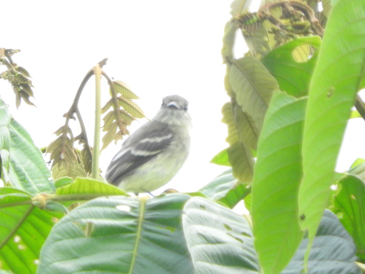 Olive-chested Flycatcher - ML460426561