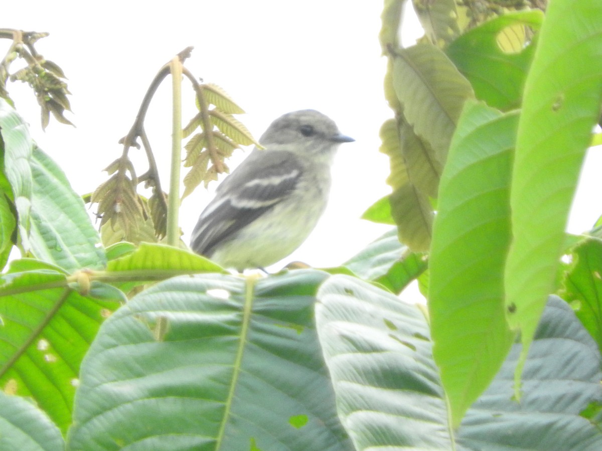 Olive-chested Flycatcher - ML460426581