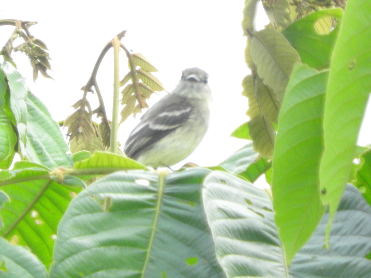 Olive-chested Flycatcher - ML460426651