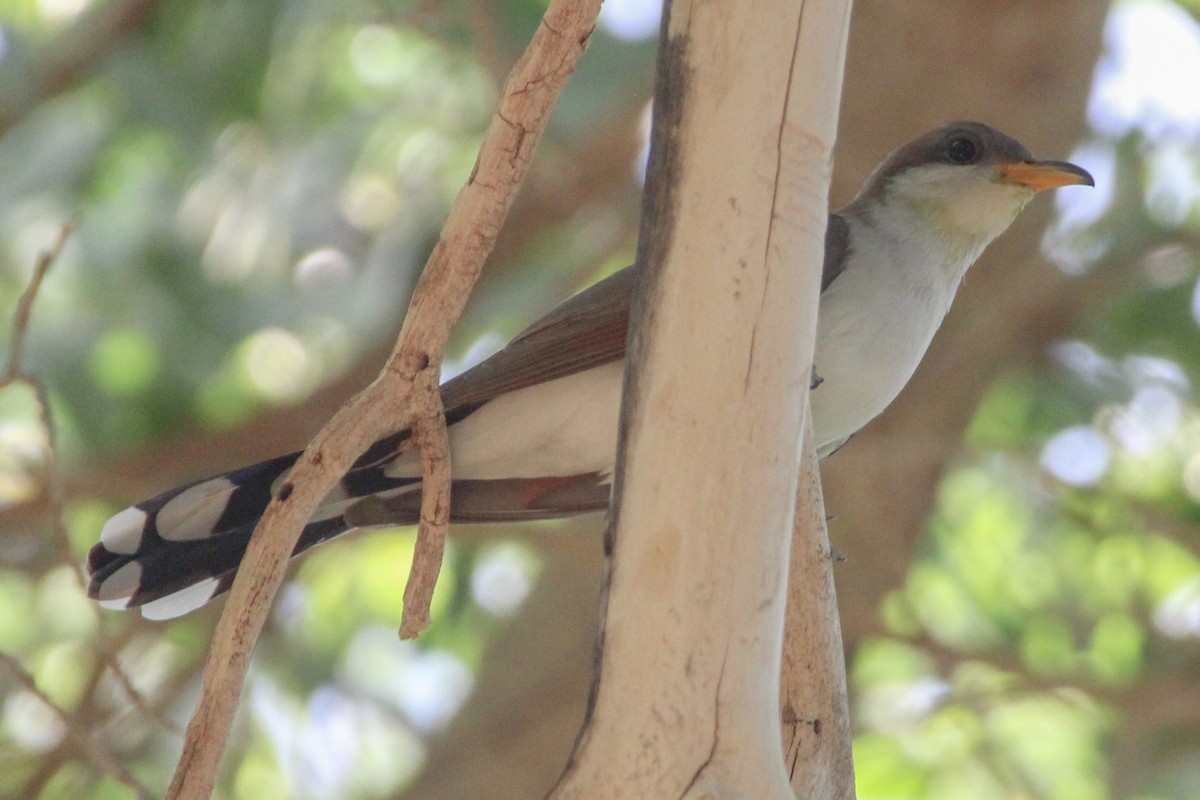 Yellow-billed Cuckoo - ML460427671