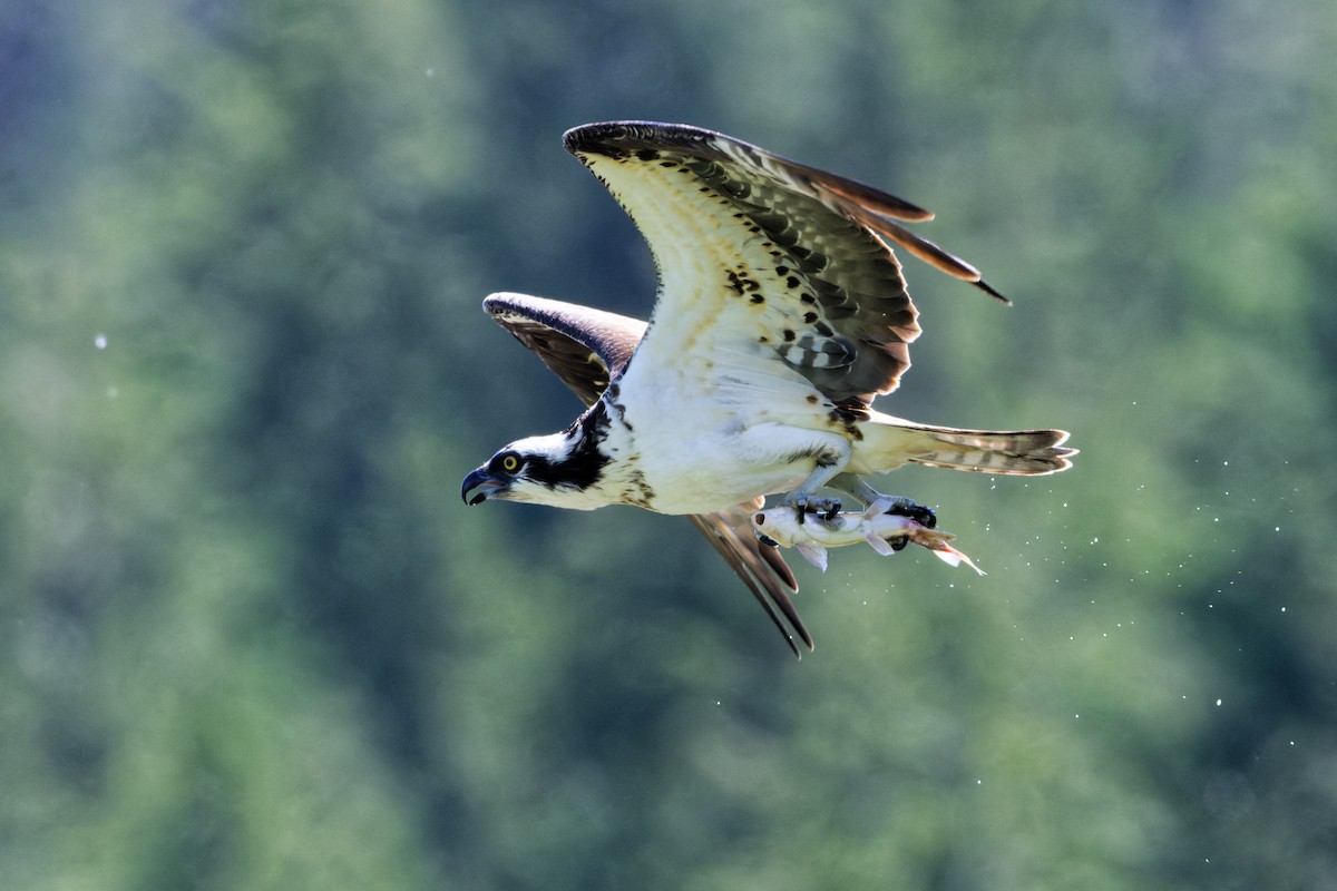 Águila Pescadora - ML460428811