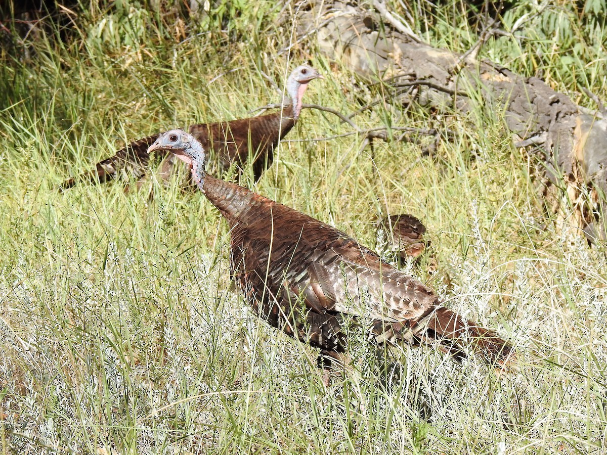 Wild Turkey - ML460430171