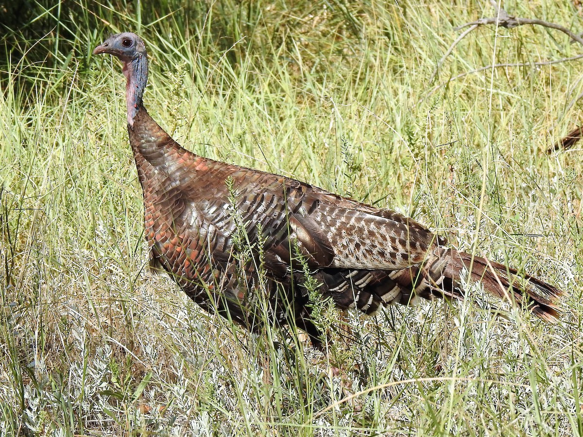 Wild Turkey - ML460430181