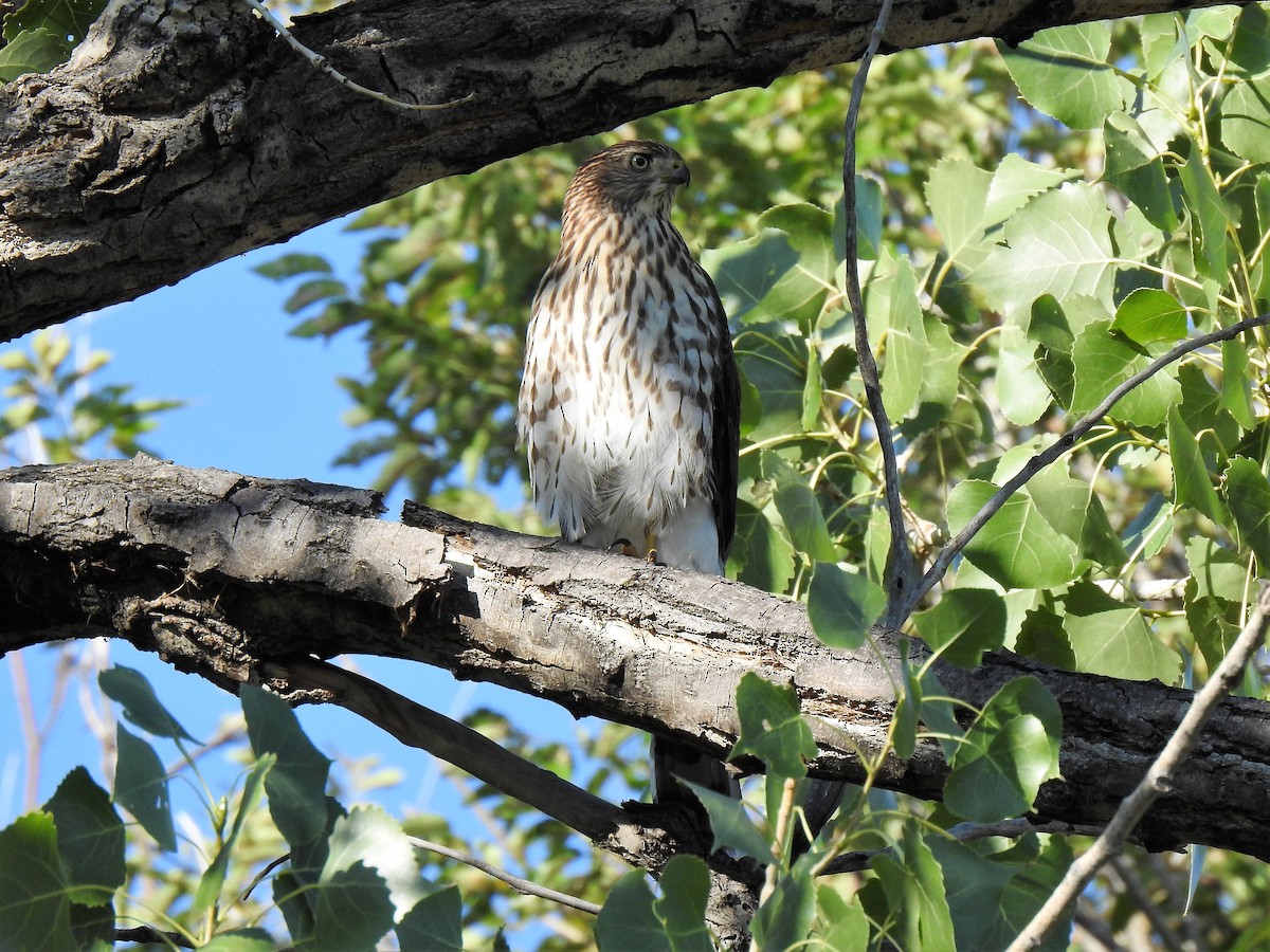 Cooper's Hawk - ML460430251