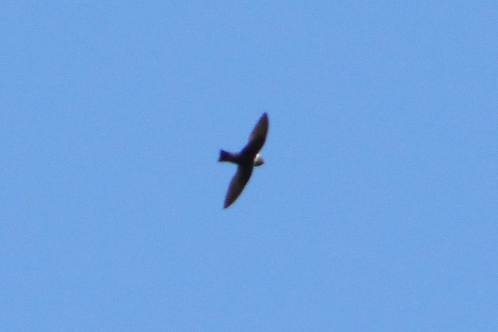 White-collared Swift - ML46043061