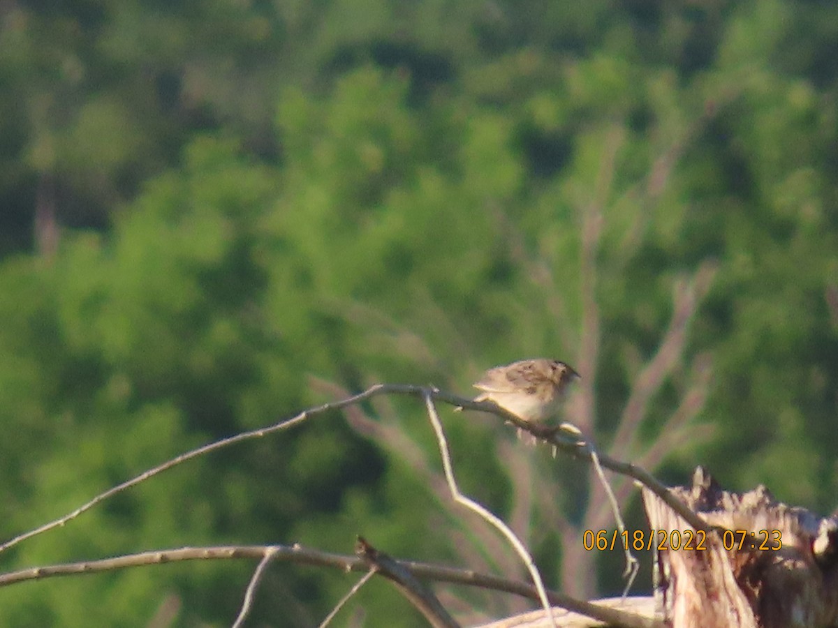 Grasshopper Sparrow - ML460431601