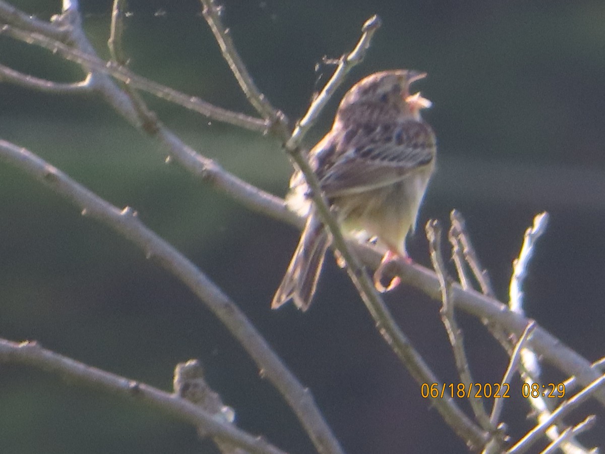 Grasshopper Sparrow - ML460431711