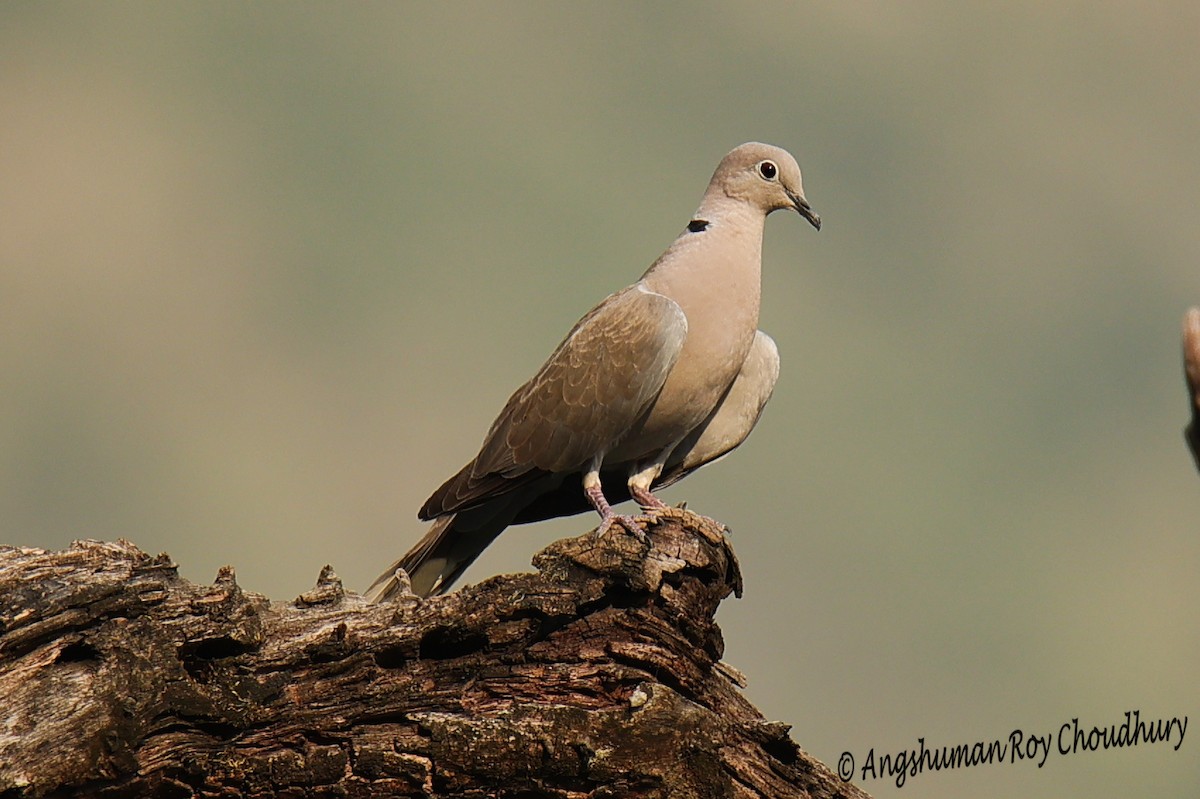 Eurasian Collared-Dove - Angshuman Roychoudhury