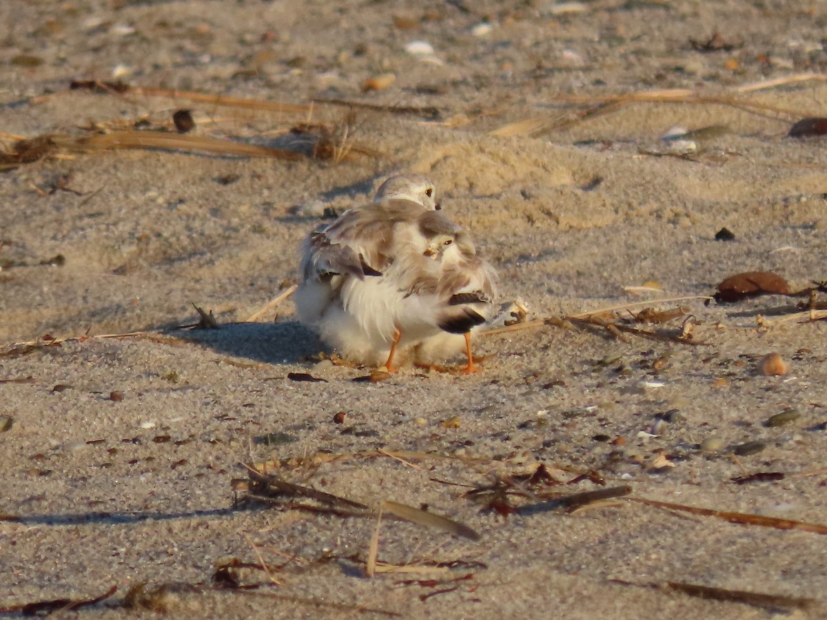 Piping Plover - ML460432341