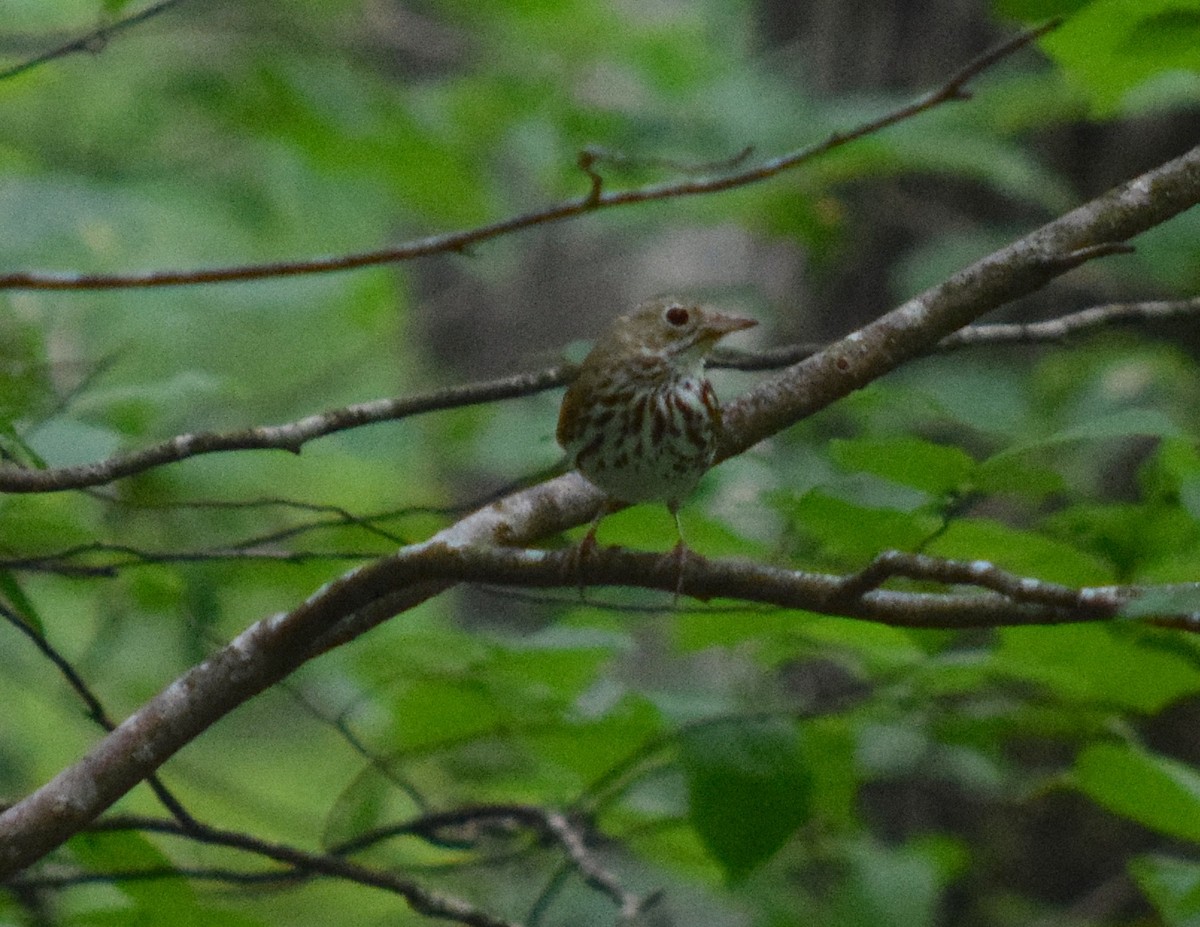 Ovenbird - Kent Land Trust Interns