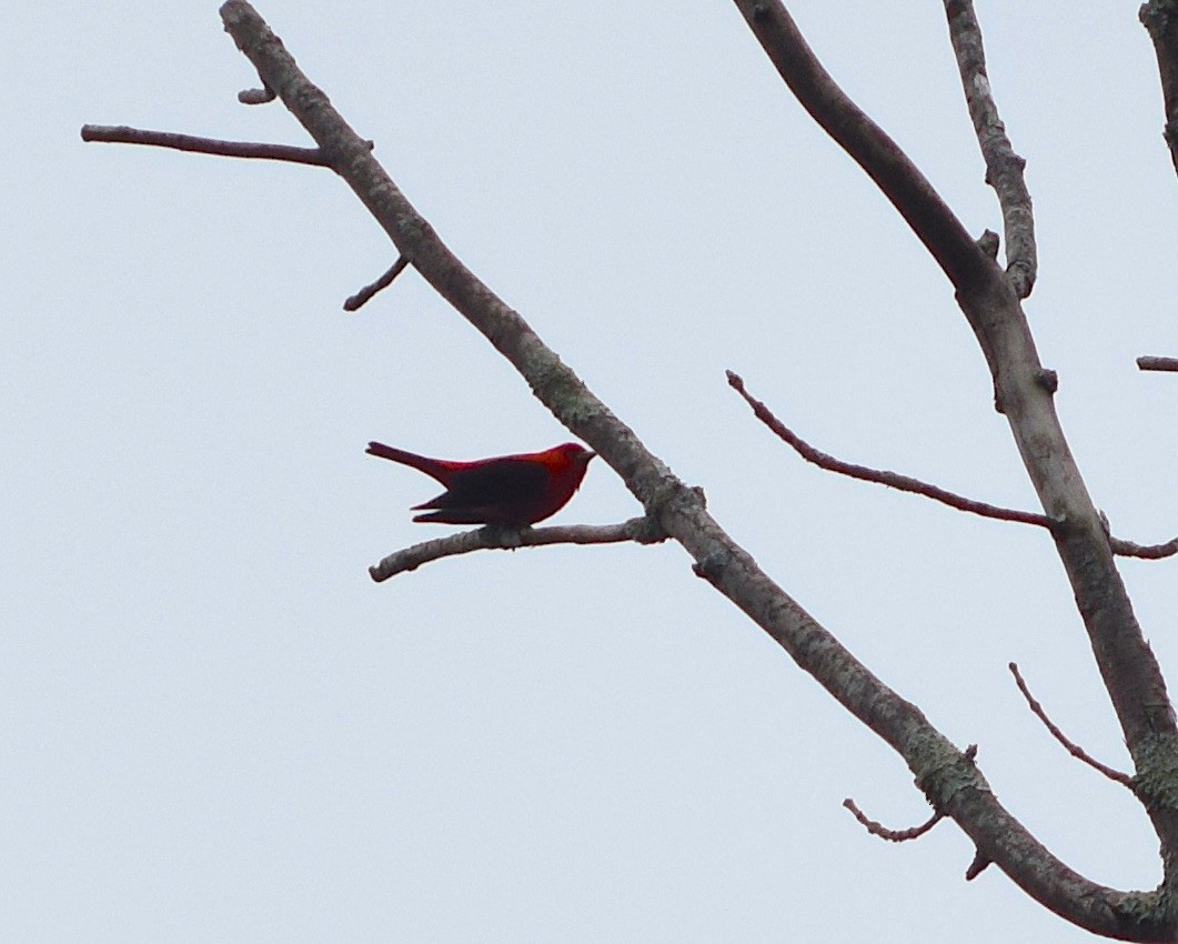 Scarlet Tanager - ML460435341