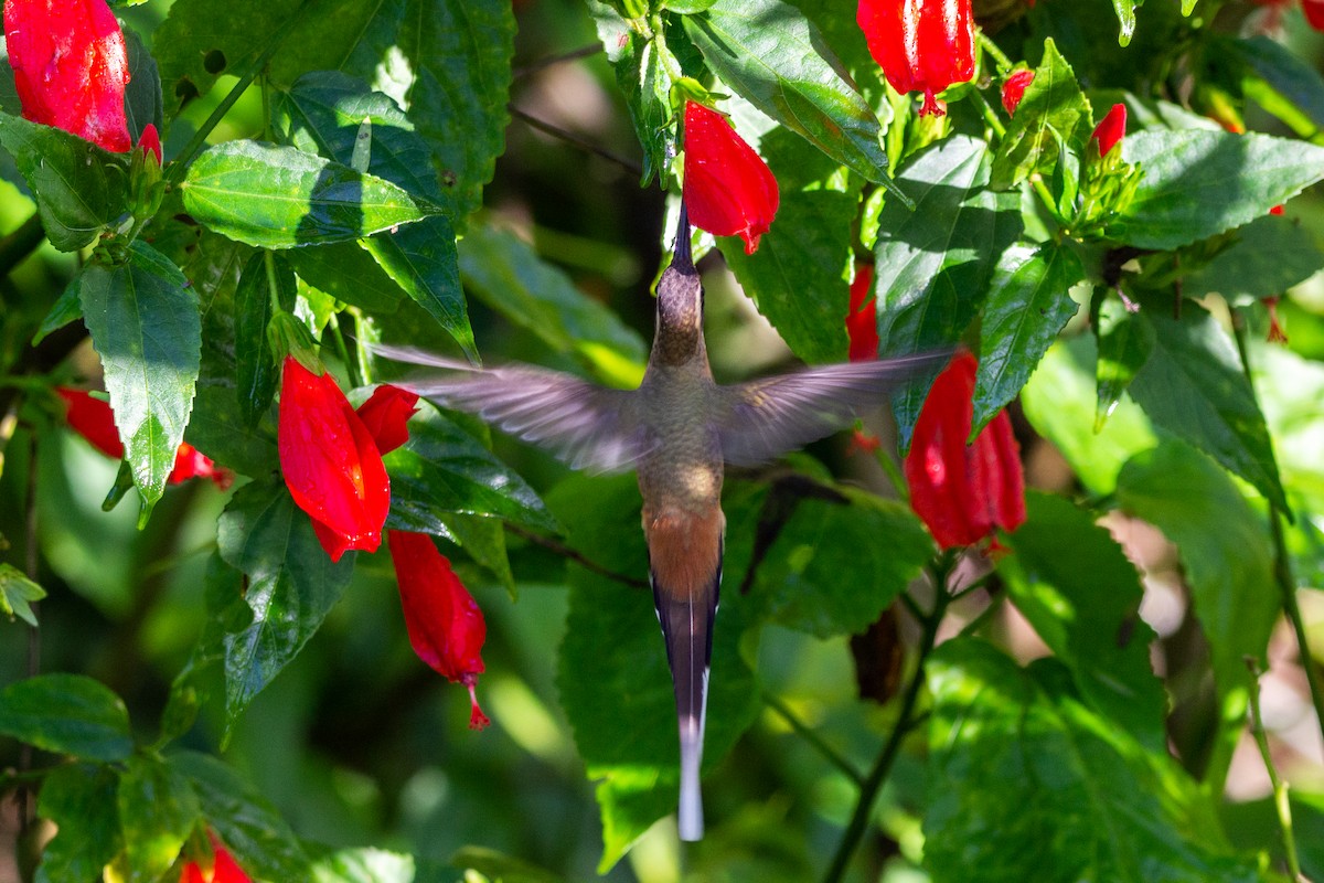 Zimtrot-Schattenkolibri - ML460436281