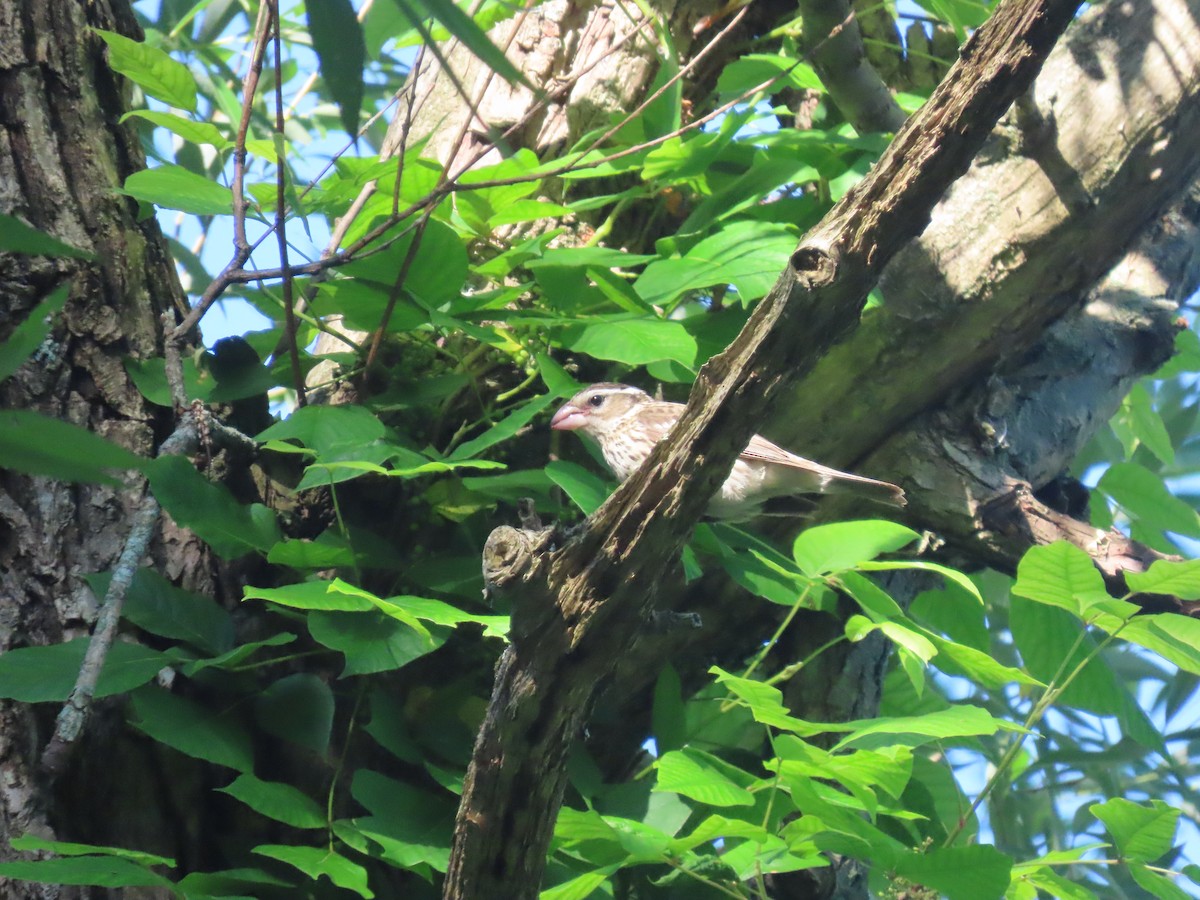 Rose-breasted Grosbeak - ML460438511