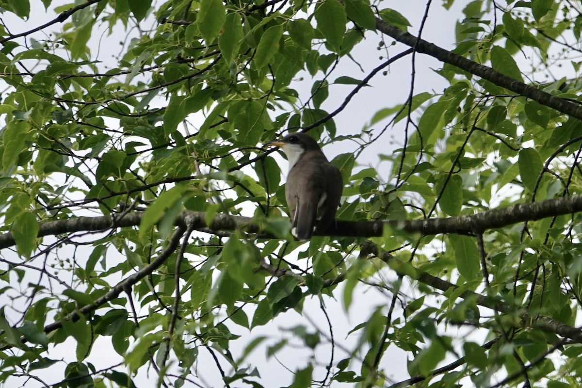 Yellow-billed Cuckoo - Edward Buckler