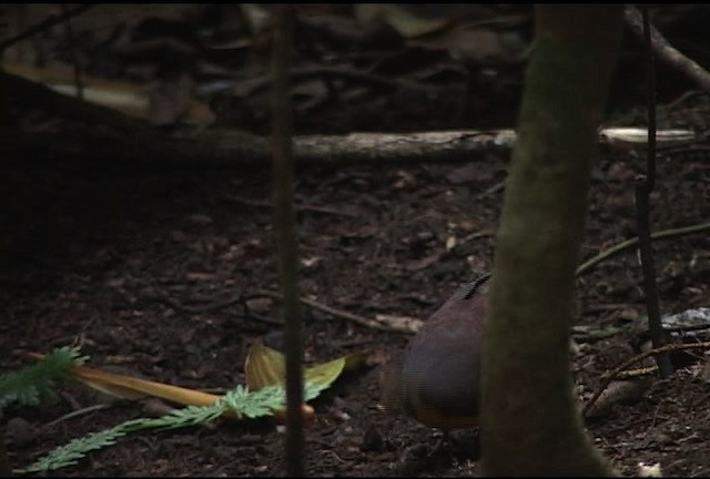 Cinnamon Ground Dove - ML460439