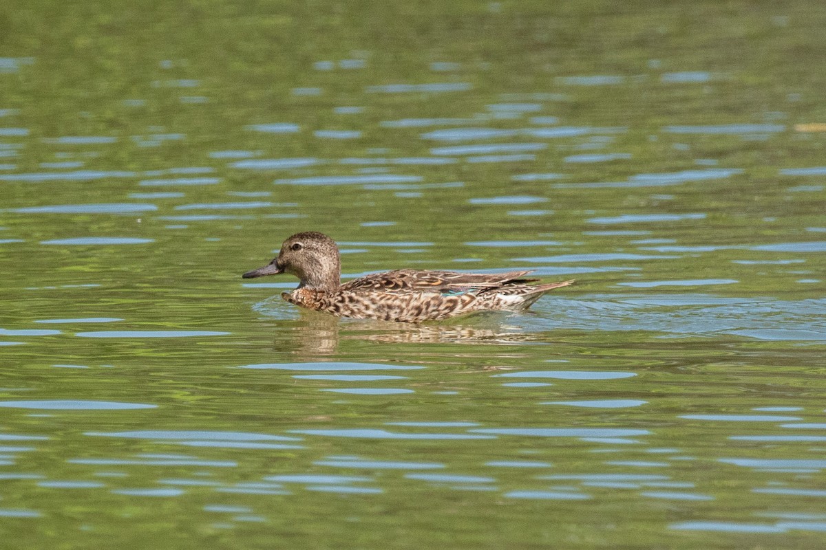 Green-winged Teal - ML460440241