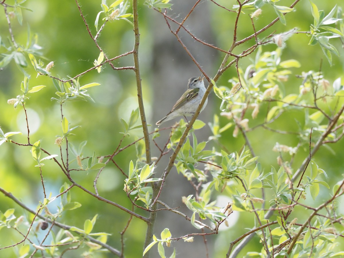 Tennessee Warbler - ML460441871