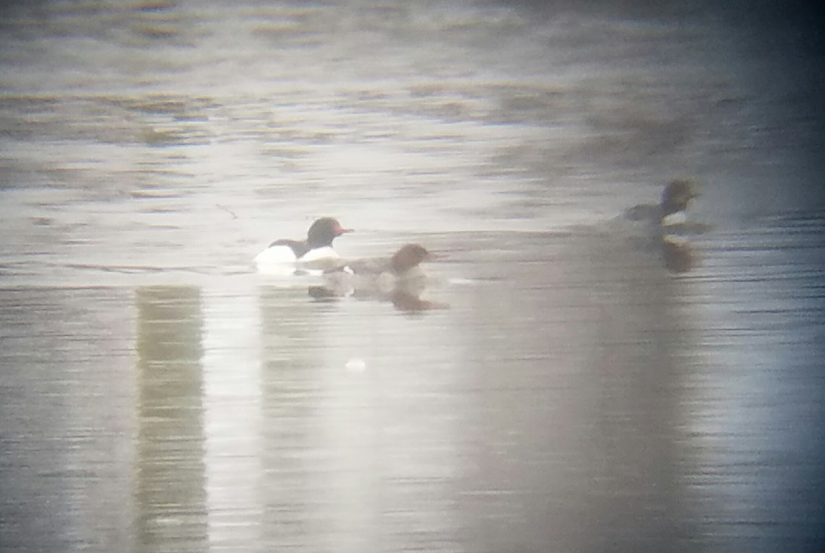 Red-breasted Merganser - ML46044201